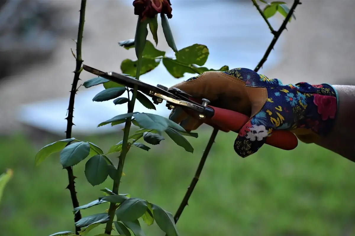 A person wearing colorful gloves cutting a rose with pruning shears